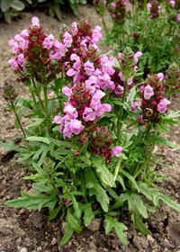 Prunella 'Summer Daze'